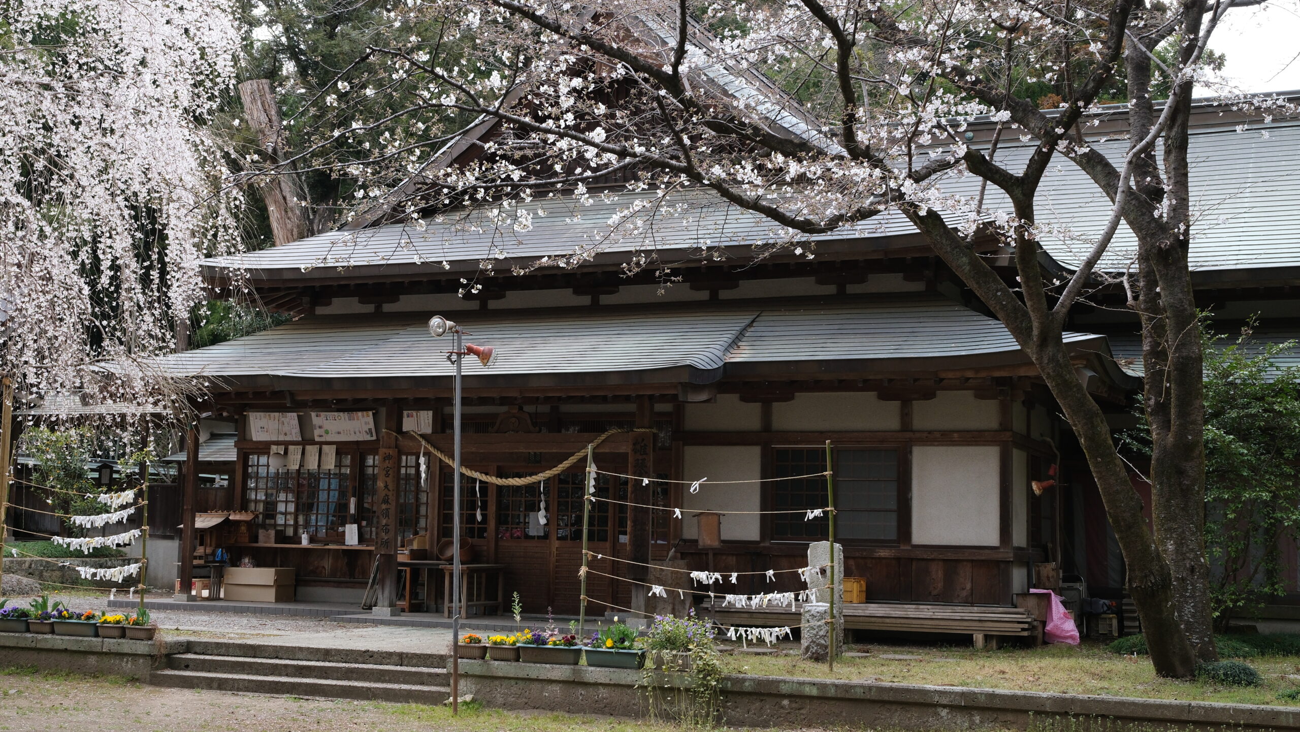 雄琴神社　桜